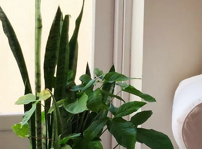 דירה Benavides 5